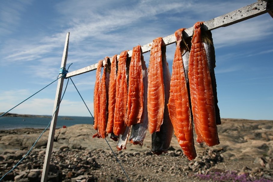 Drying fish, an important food resource in Nunavut.
