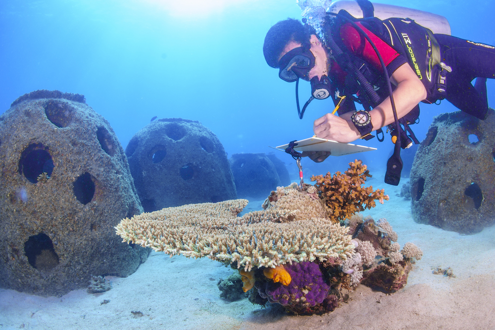 Restoring a Devastated Marine Ecosystem: The Success of B2Gold Masbate’s Artificial Coral Reef Project - Featured Image