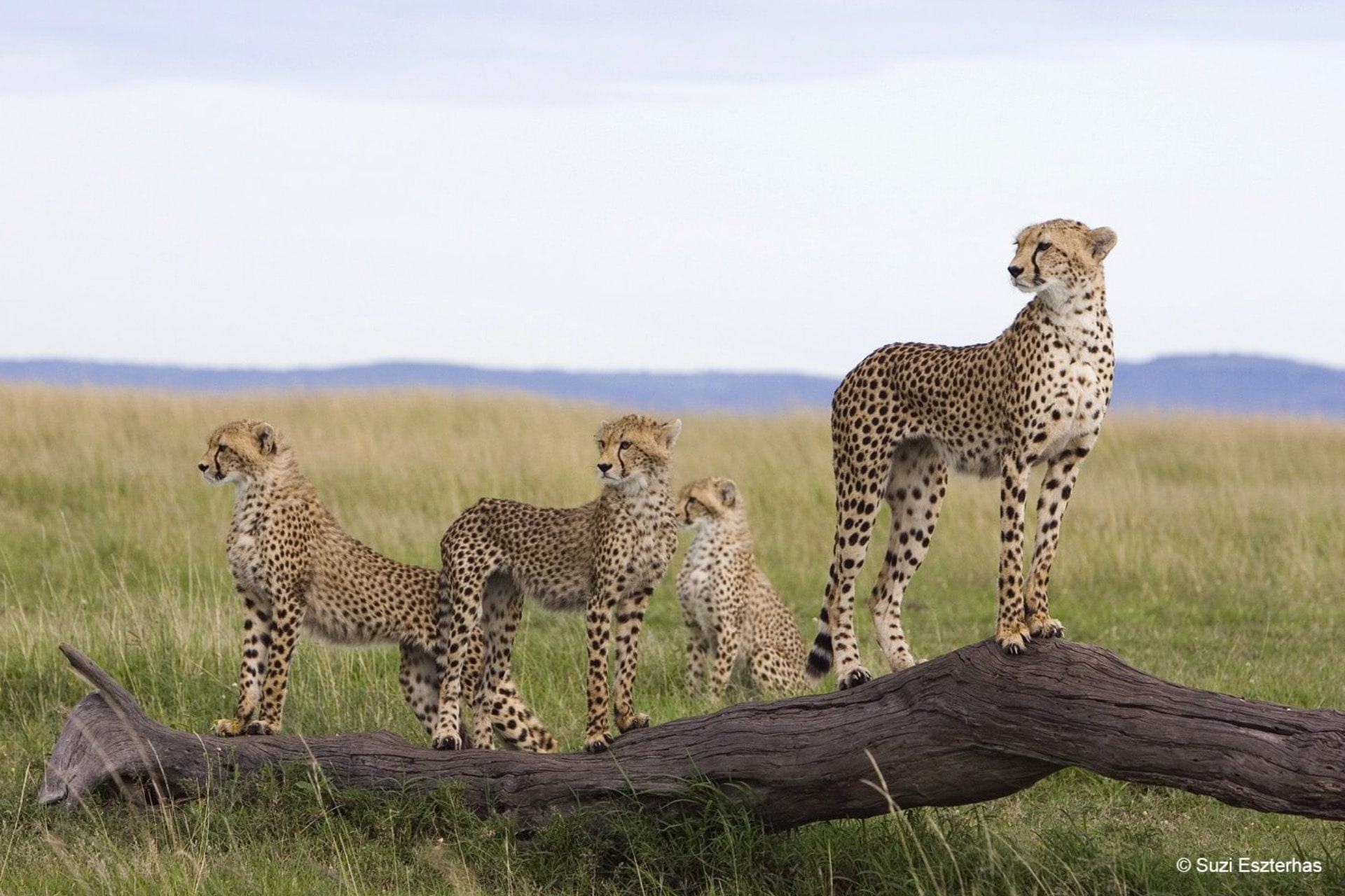 A Legacy for African Wildlife: B2Gold’s Commitment to Namibia’s Cheetah Conservation - Featured Image
