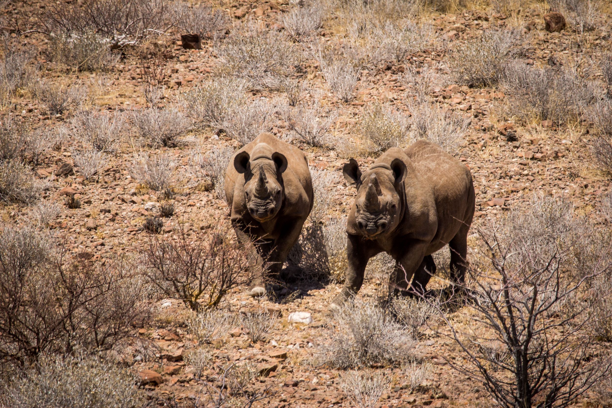Gold Bars Fund Sustainable Conservation of Rhinos September 8, 2022 Gold Bars Fund Sustainable Conservation of Rhinos Community, Environment, Sustainability, Values - Featured Image