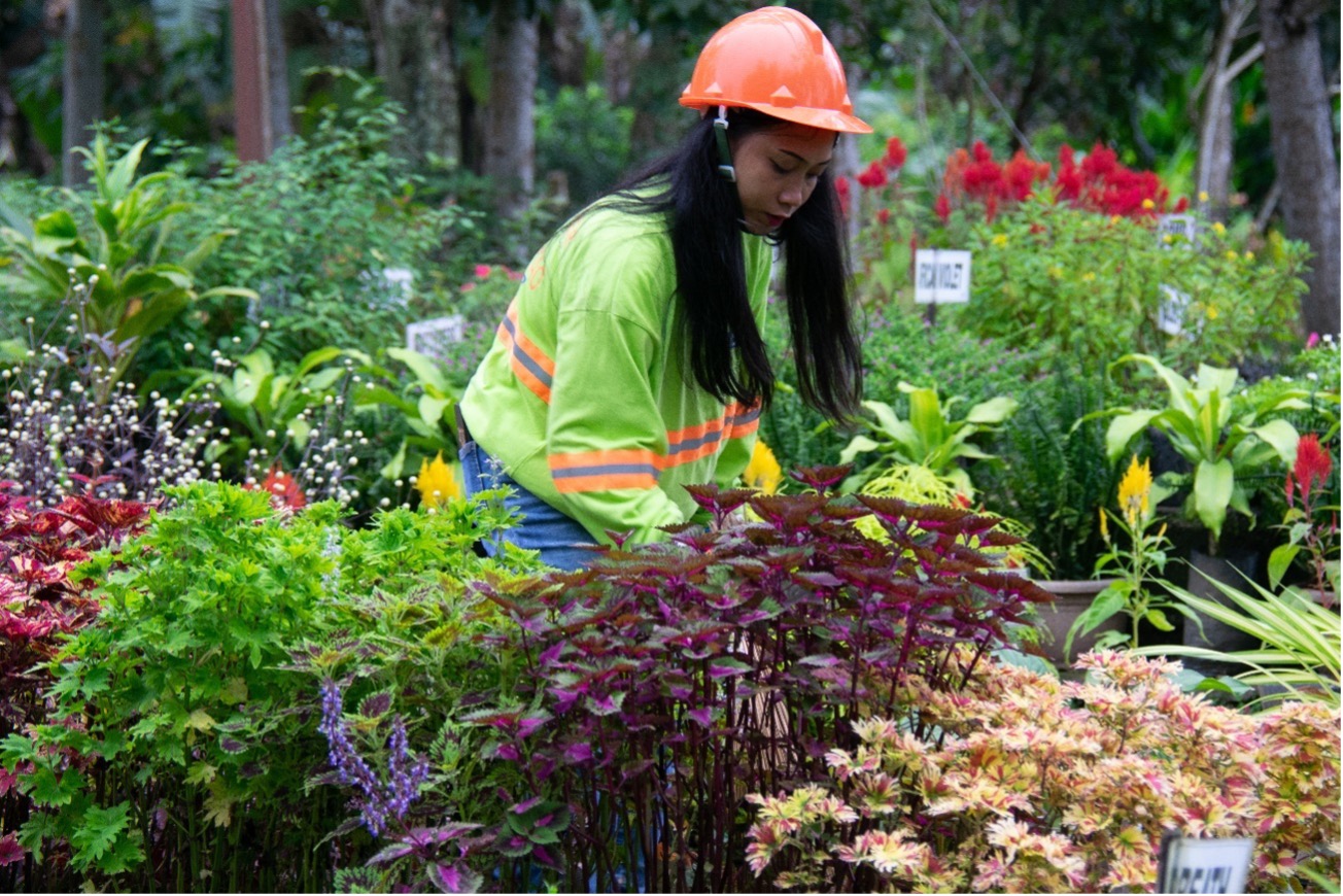 Essential Reforestation Role for Masbate’s Plant Nursery - Featured Image