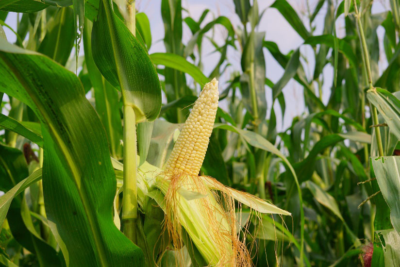 Food Security through the Erhardtshof Agriculture Project - Featured Image