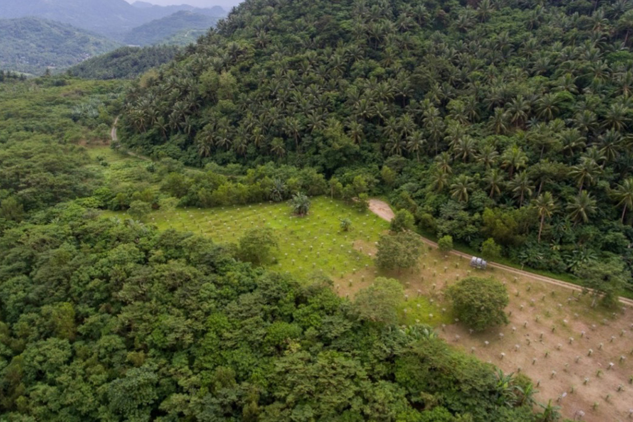 National Recognition for Masbate’s Reforestation Work - Featured Image