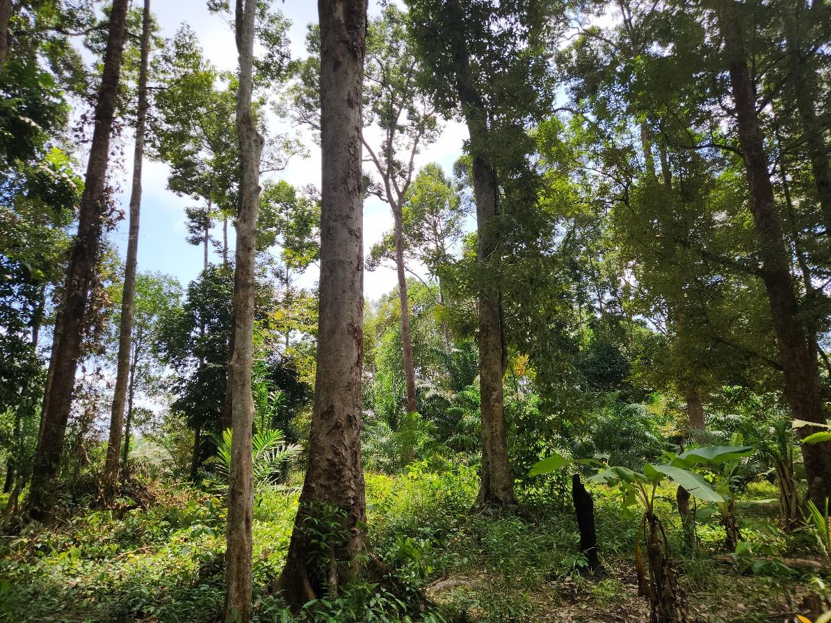 A group of trees in a forestAI-generated content may be incorrect.